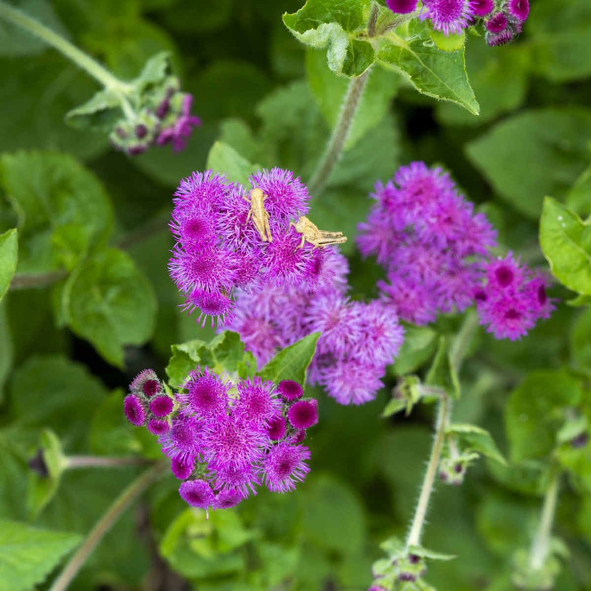 Red Flint Ageratum Seeds - Dwarf, Potted, 30+ seeds