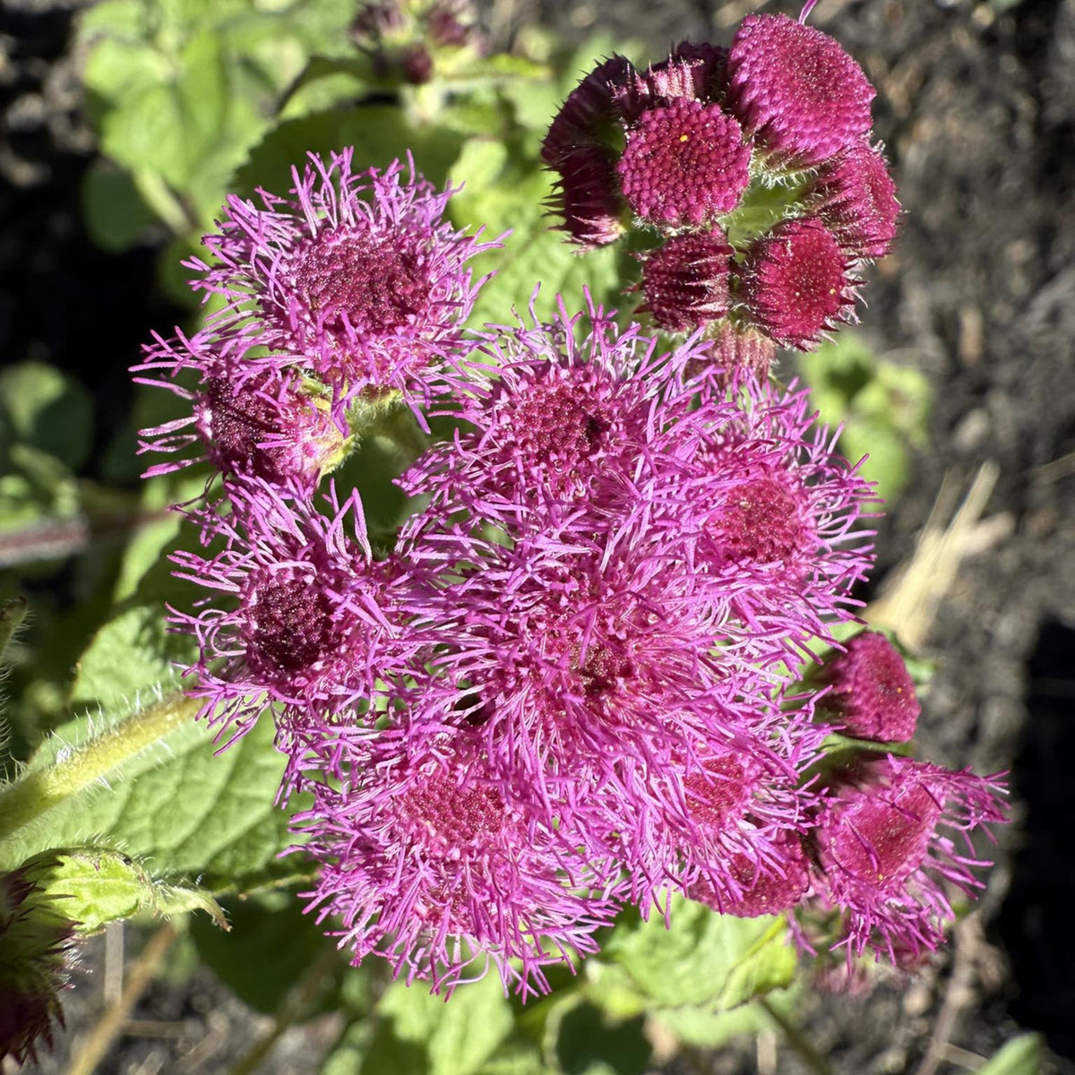 Red Flint Ageratum Seeds - Dwarf, Potted, 30+ seeds