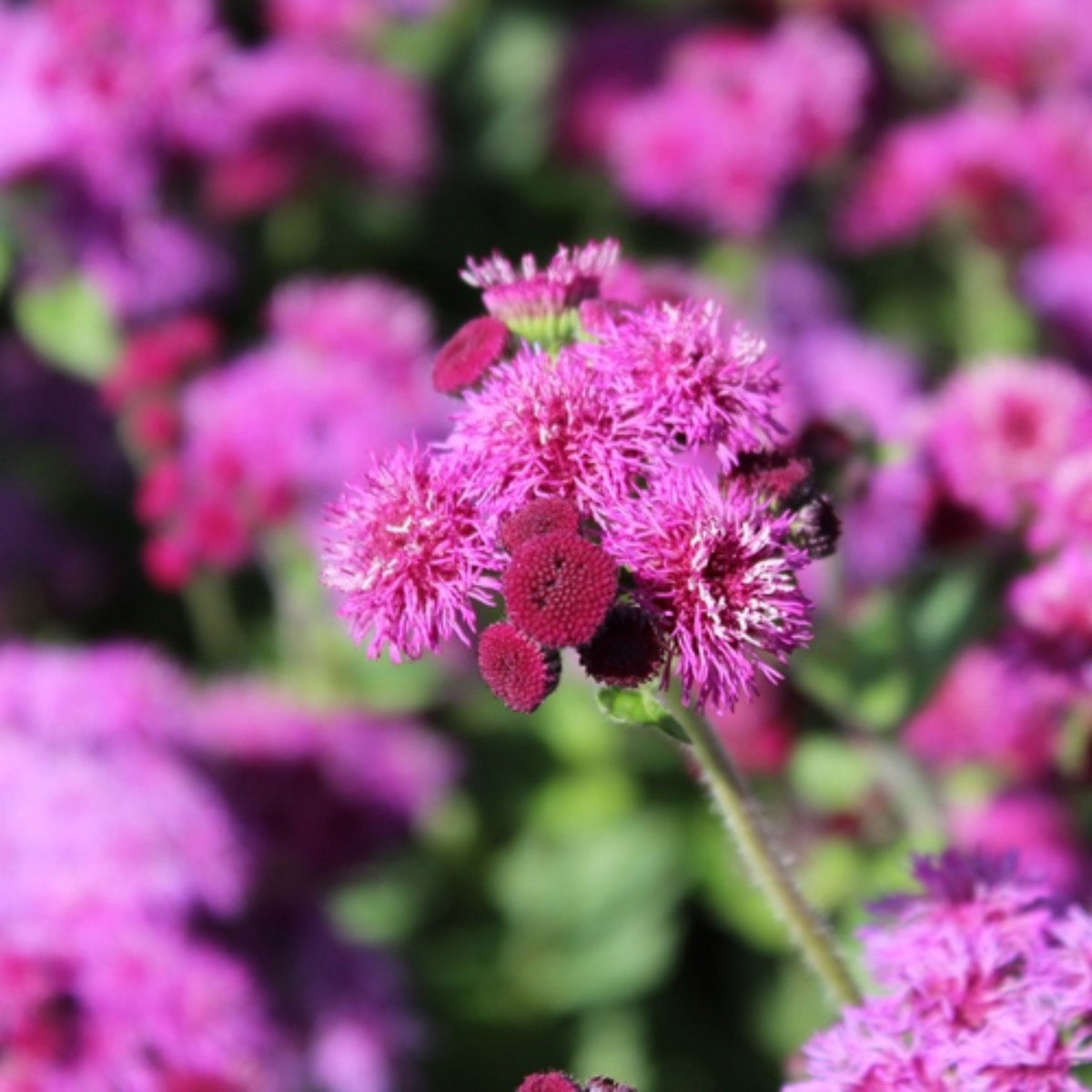 Red Flint Ageratum Seeds - Dwarf, Potted, 30+ seeds