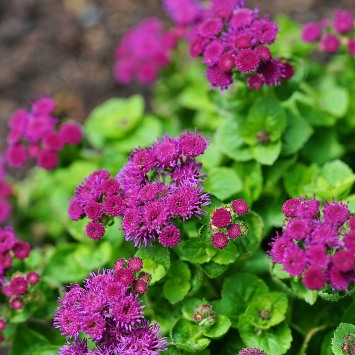 Red Flint Ageratum Seeds - Dwarf, Potted, 30+ seeds