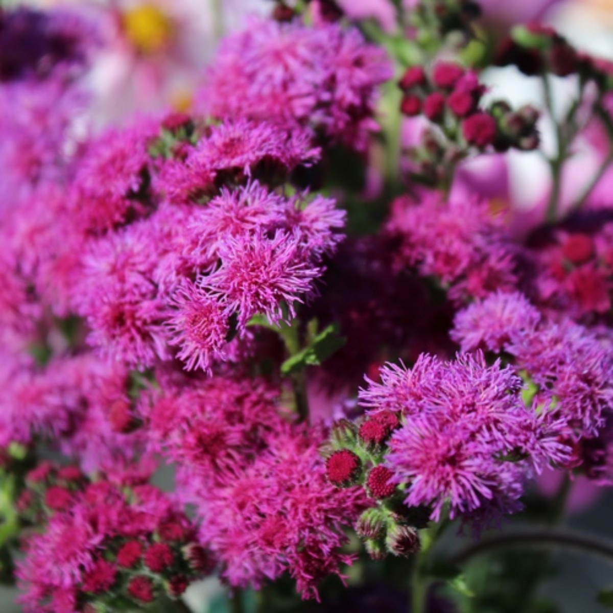 30+ Seeds| Red Flint Ageratum Seeds - Dwarf - Fast Growing - Potted - Open-Pollinating - Blooming in Spring to Fall - #6
