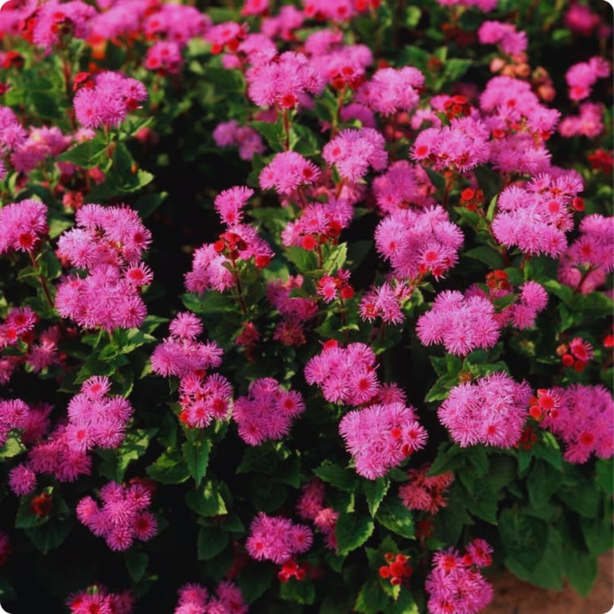 Red Flint Ageratum Seeds - Dwarf, Potted, 30+ seeds
