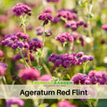 30+ Seeds| Red Flint Ageratum Seeds - Dwarf - Fast Growing - Potted - Open-Pollinating - Blooming in Spring to Fall - #6