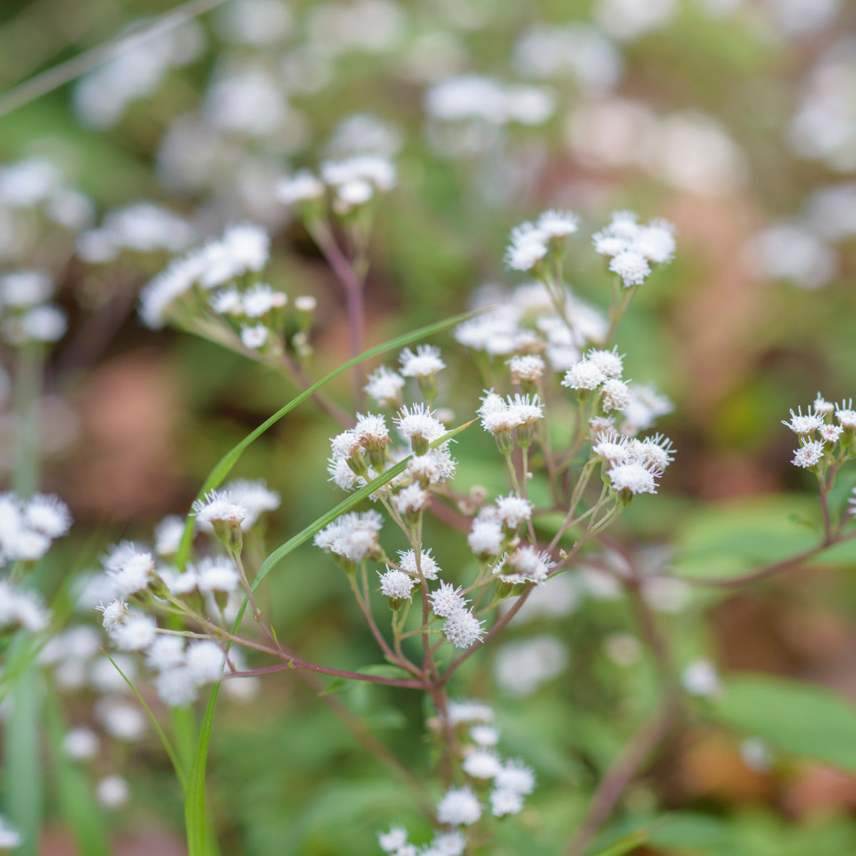 White Bouquet Ageratum Seeds - Annual, Flowering, 30+ seeds