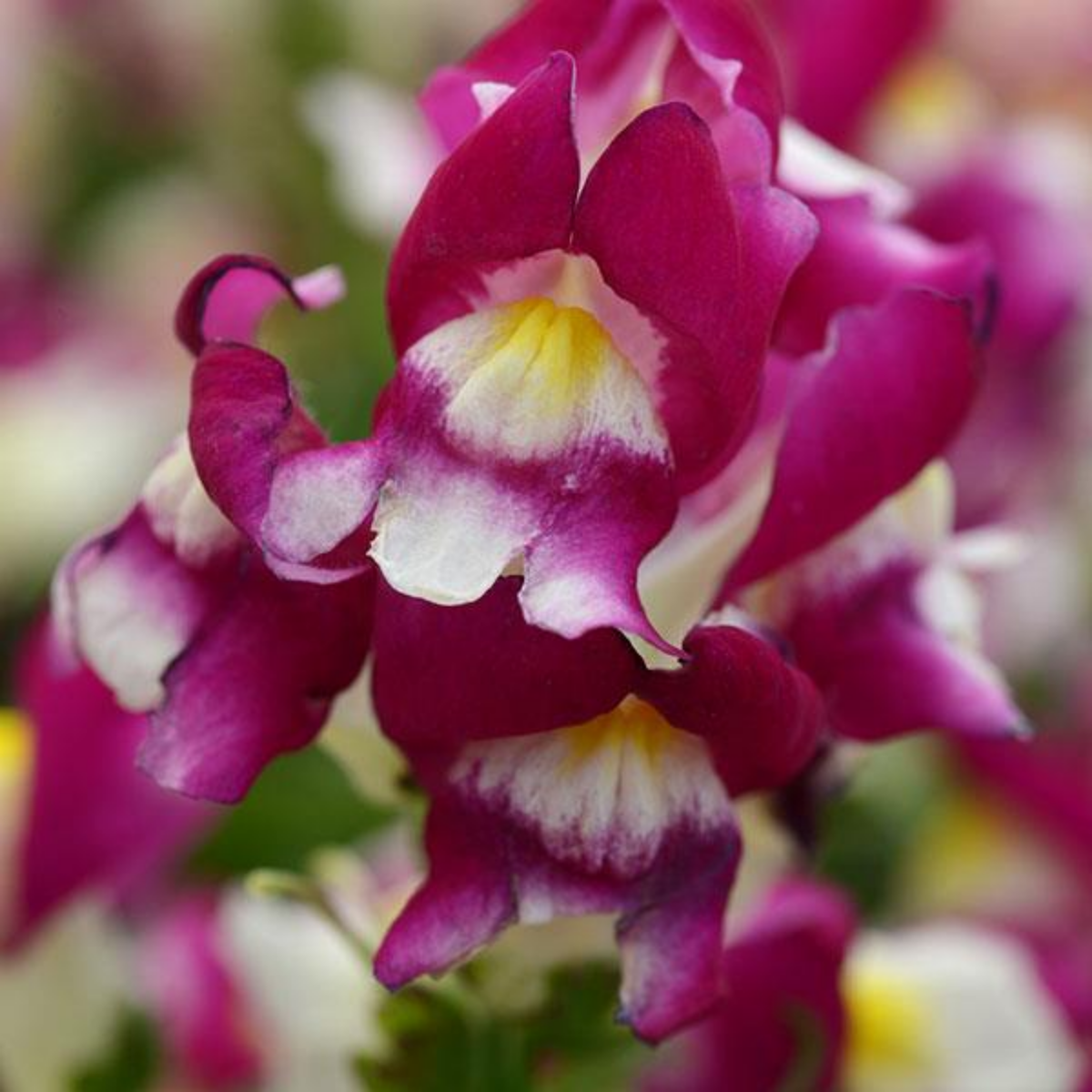 Snapshot Burgundy Bicolor Snapdragon Seeds - Cold Resistant, 30 seeds