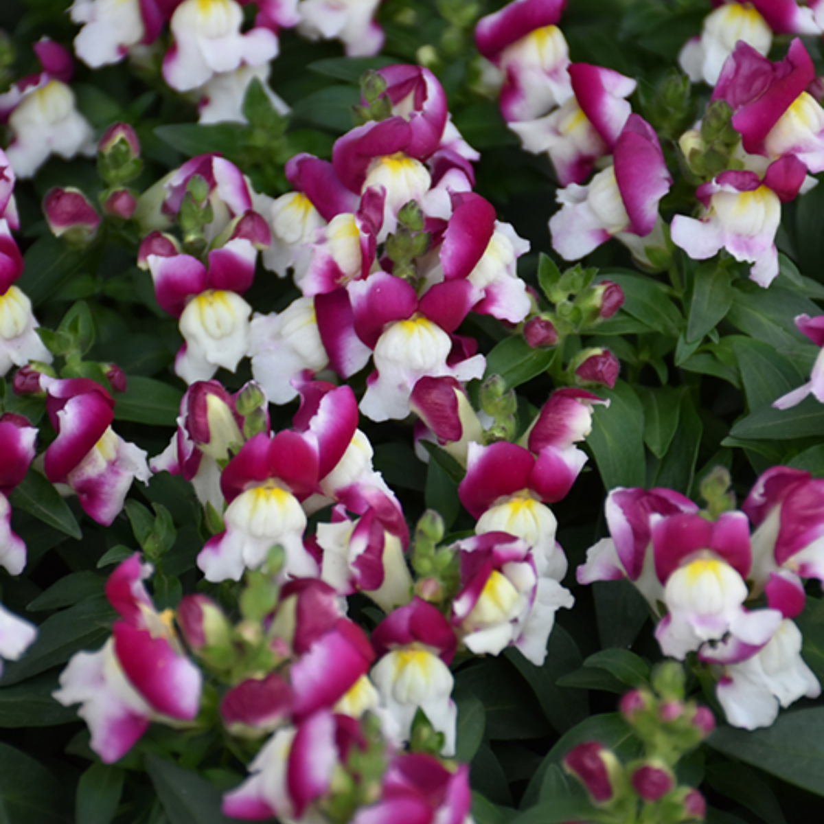 Snapshot Burgundy Bicolor Snapdragon Seeds - Cold Resistant, 30 seeds