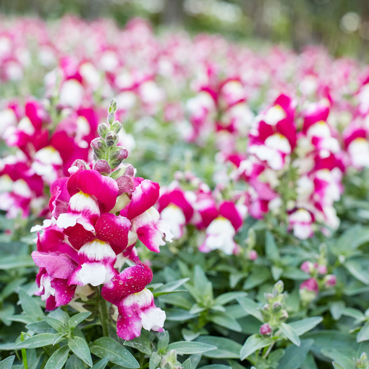 Snapshot Burgundy Bicolor Snapdragon Seeds - Cold Resistant, 30 seeds