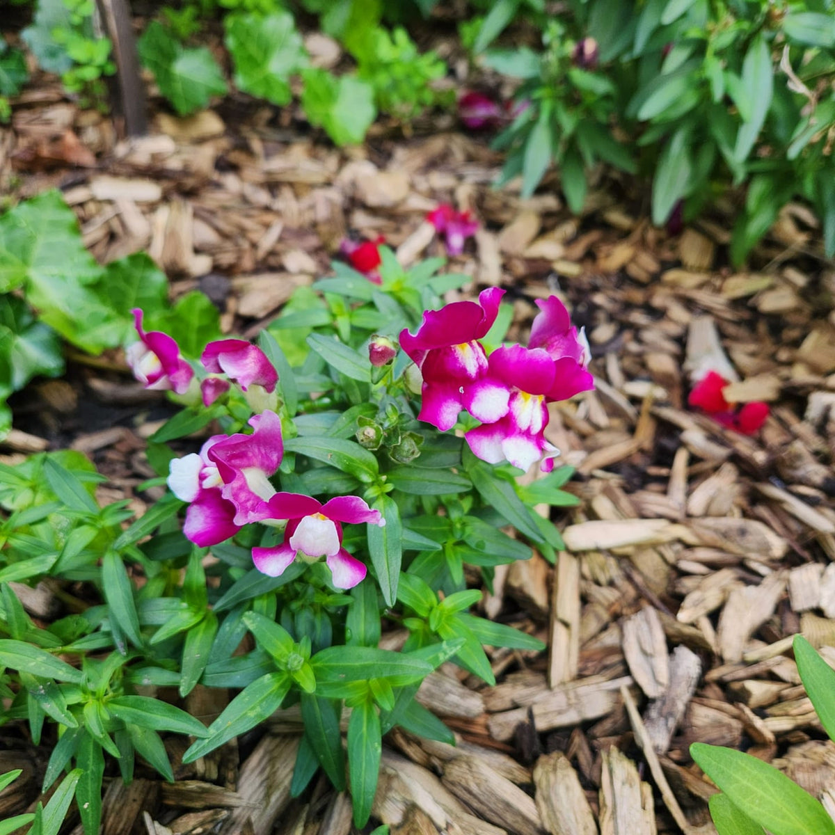 Snapshot Burgundy Bicolor Snapdragon Seeds - Cold Resistant, 30 seeds
