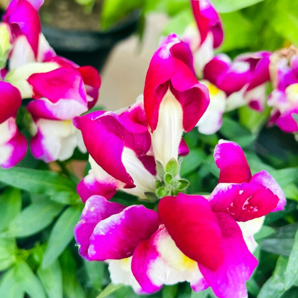 Snapshot Burgundy Bicolor Snapdragon Seeds - Cold Resistant, 30 seeds