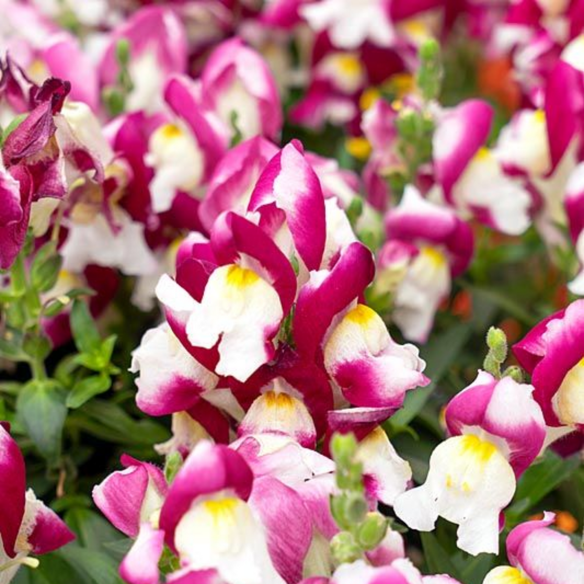 Snapshot Burgundy Bicolor Snapdragon Seeds - Cold Resistant, 30 seeds