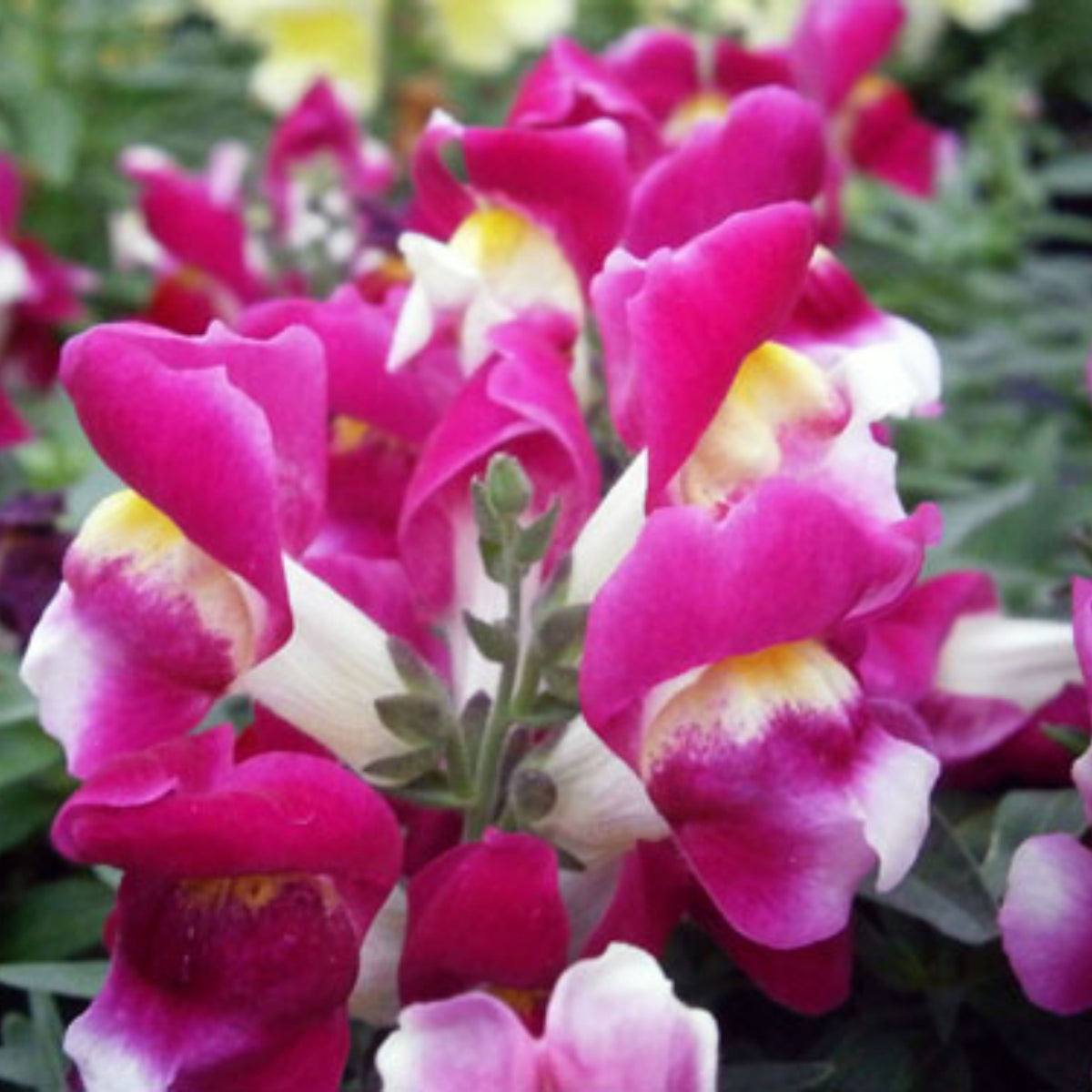 Snapshot Burgundy Bicolor Snapdragon Seeds - Cold Resistant, 30 seeds