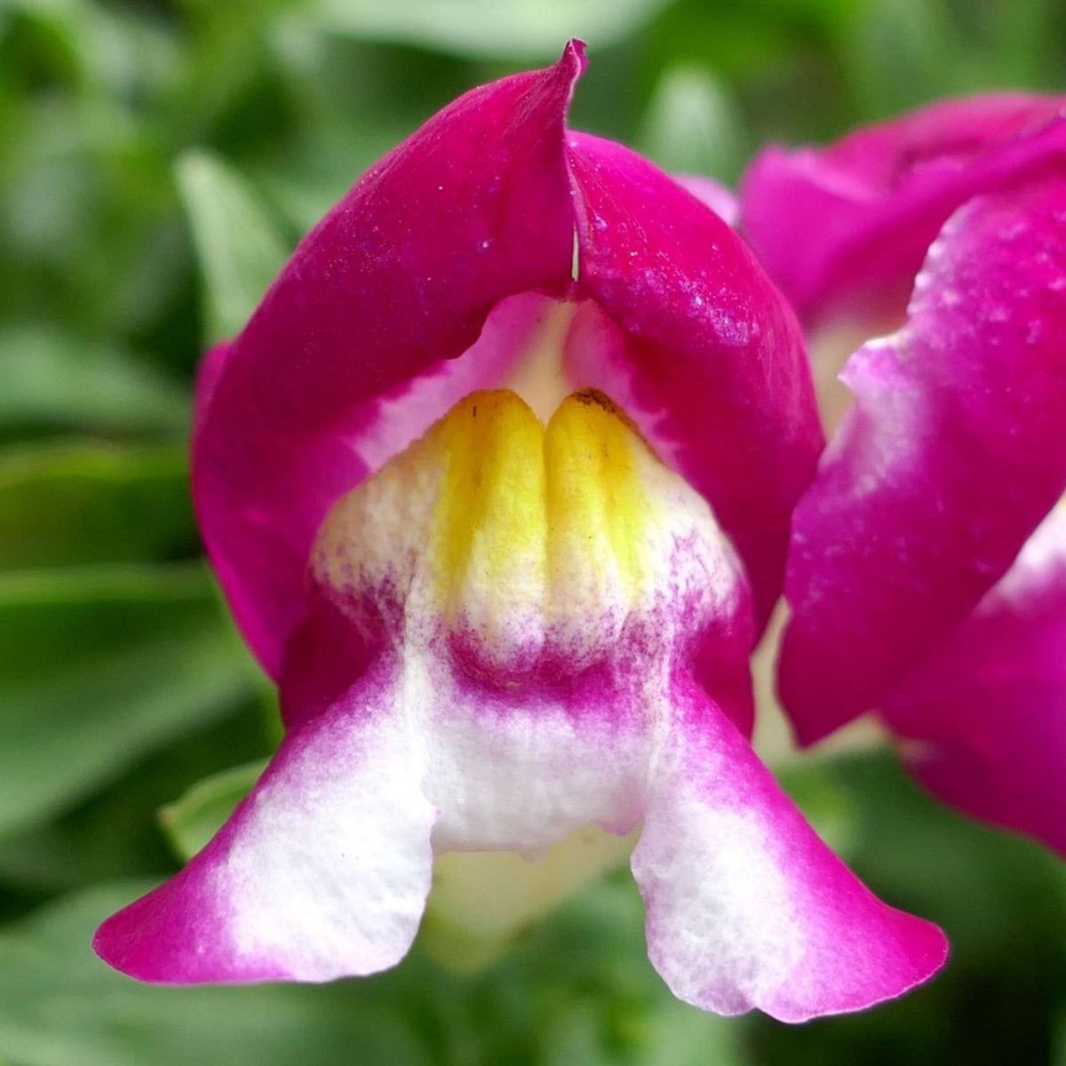 Snapshot Burgundy Bicolor Snapdragon Seeds - Cold Resistant, 30 seeds