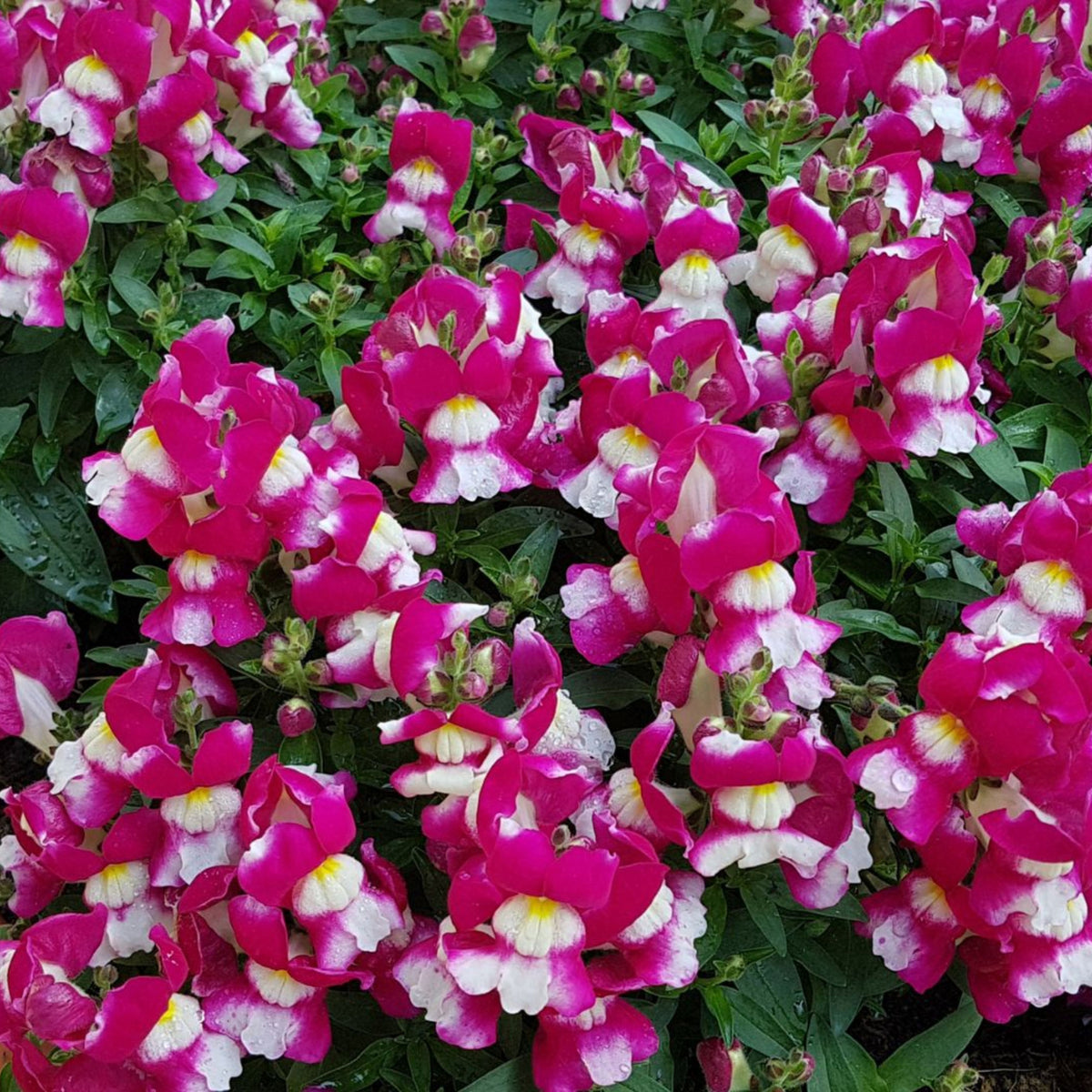 Snapshot Burgundy Bicolor Snapdragon Seeds - Cold Resistant, 30 seeds