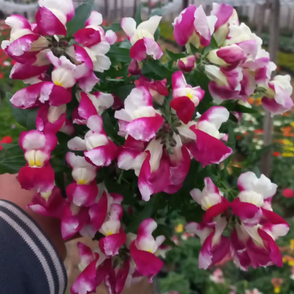 Snapshot Burgundy Bicolor Snapdragon Seeds - Cold Resistant, 30 seeds
