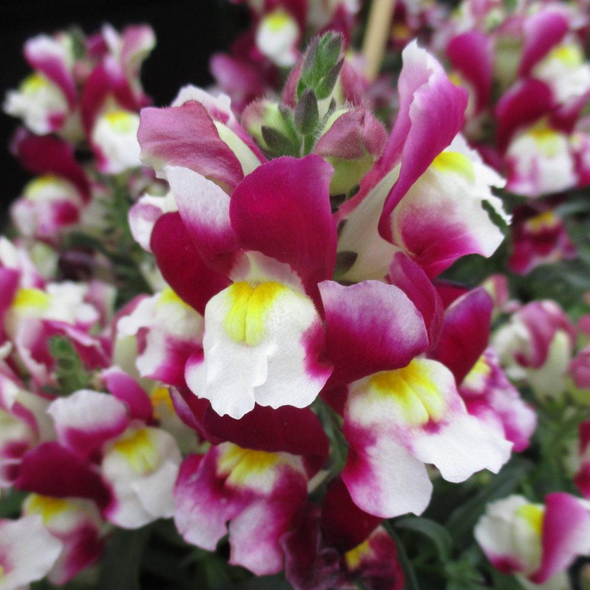 Snapshot Burgundy Bicolor Snapdragon Seeds - Cold Resistant, 30 seeds