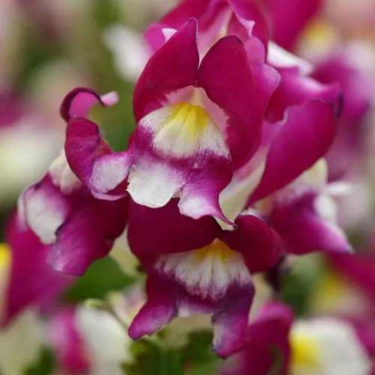 Snapshot Burgundy Bicolor Snapdragon Seeds - Cold Resistant, 30 seeds