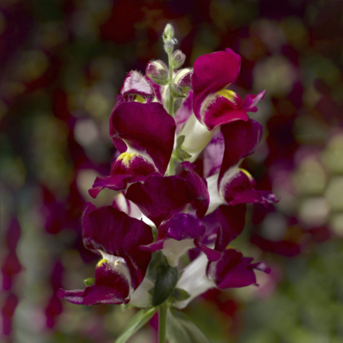 Snapshot Burgundy Bicolor Snapdragon Seeds - Cold Resistant, 30 seeds