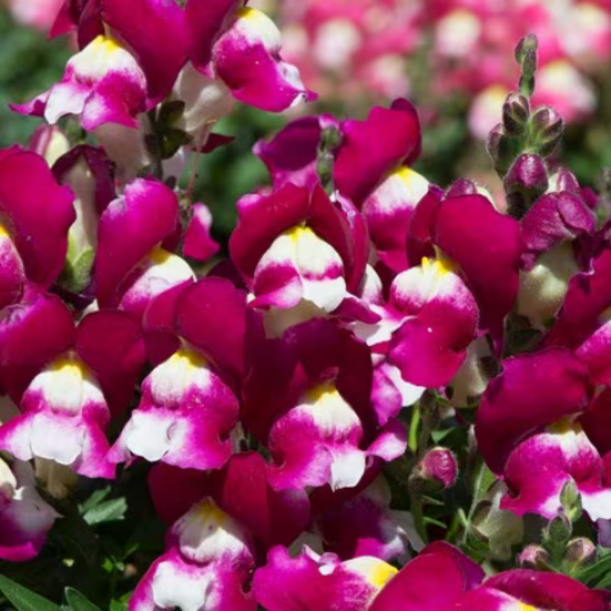 Snapshot Burgundy Bicolor Snapdragon Seeds - Cold Resistant, 30 seeds