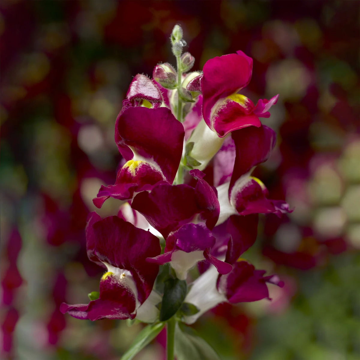 Snapshot Burgundy Bicolor Snapdragon Seeds - Cold Resistant, 30 seeds