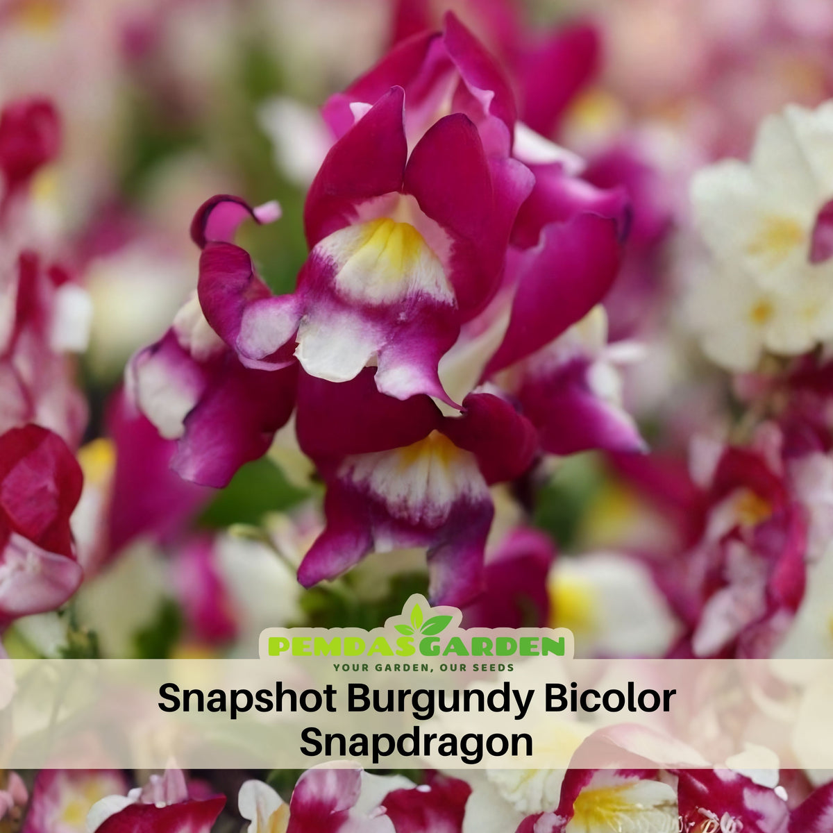 Snapshot Burgundy Bicolor Snapdragon Seeds - Cold Resistant, 30 seeds