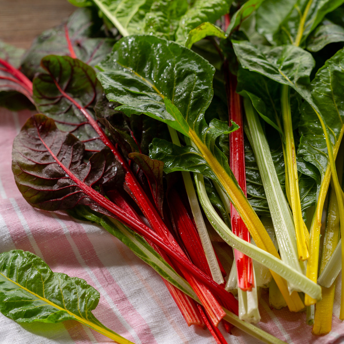 Swiss Chard Seeds - Rainbow Mixture Seeds, Cold Resistant, 25+ seeds