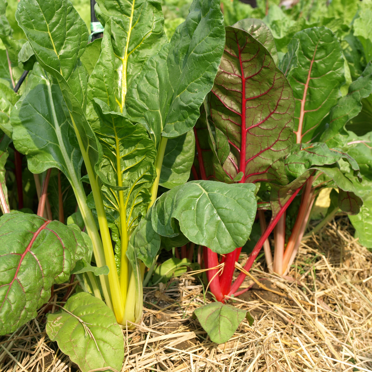 25+ Seeds| Swiss Chard - Rainbow Mixture Seeds - Cold Resistant - Fast Growing - Open-Pollinating - Potted - Plant in Spring/Summer - #75