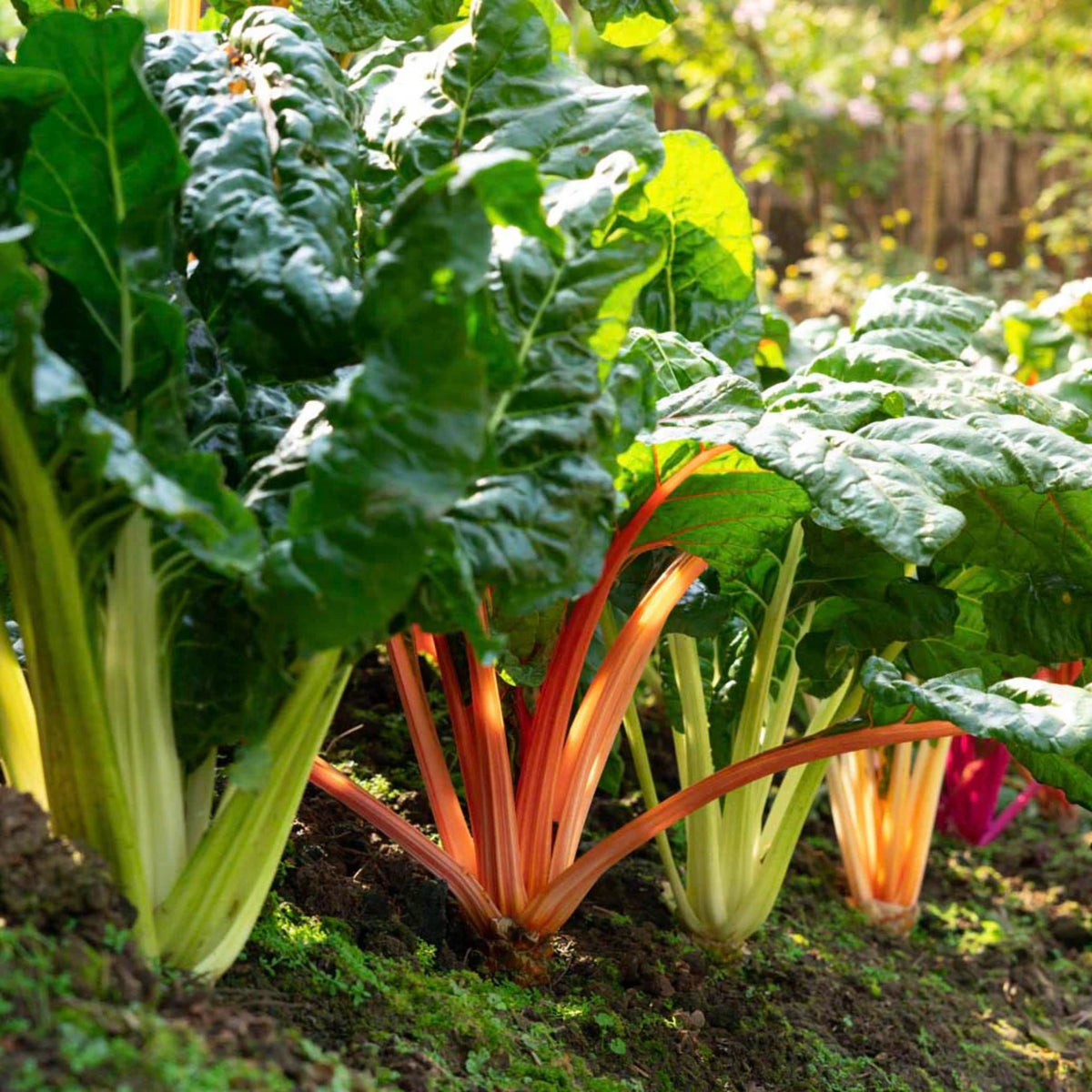 Swiss Chard Seeds - Rainbow Mixture Seeds, Cold Resistant, 25+ seeds