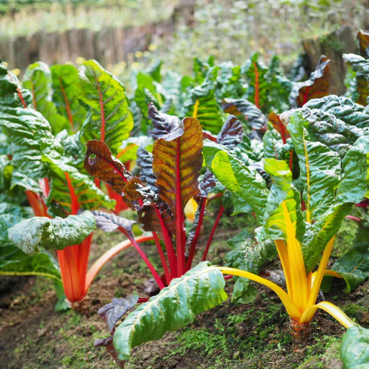Swiss Chard Seeds - Rainbow Mixture Seeds, Cold Resistant, 25+ seeds