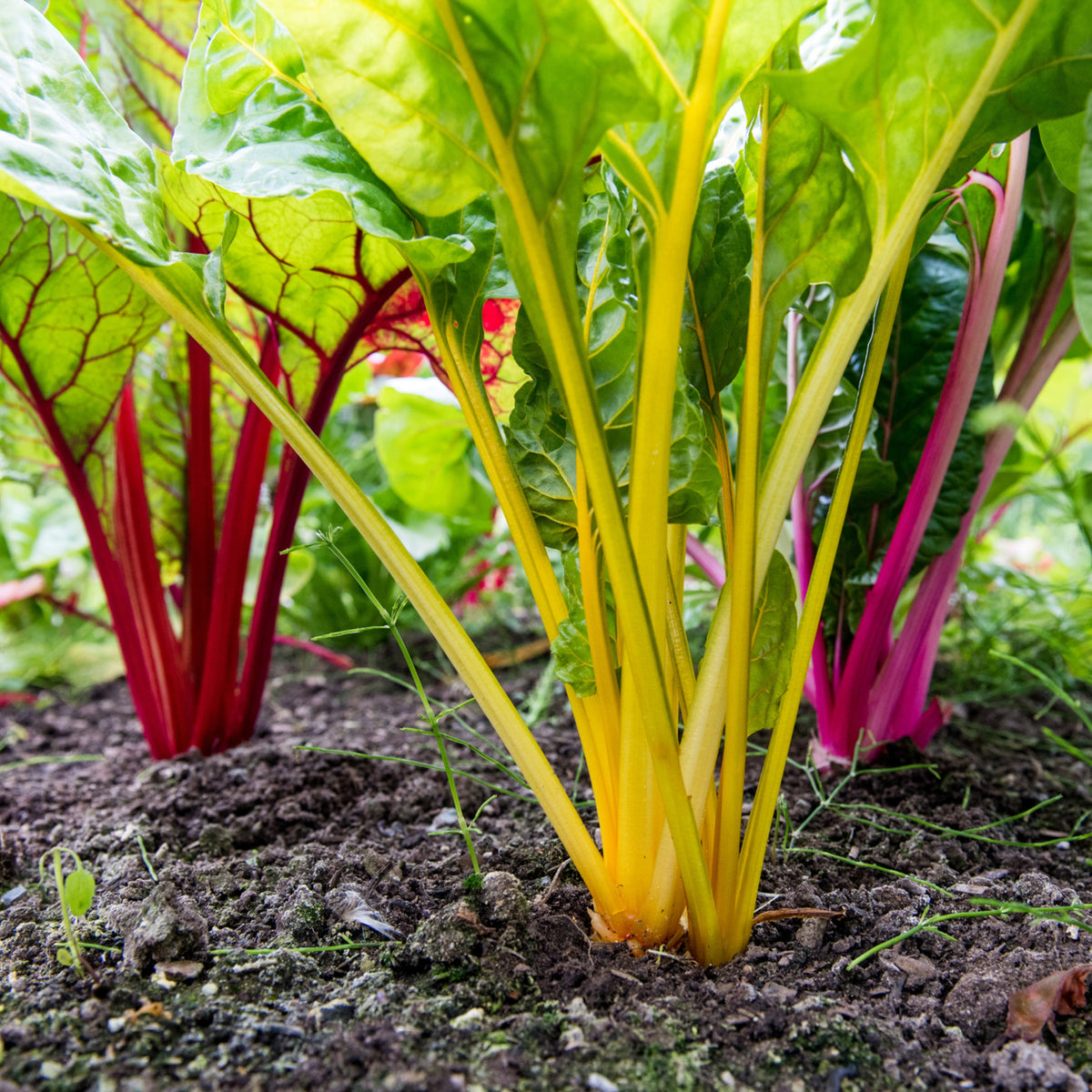 Swiss Chard Seeds - Rainbow Mixture Seeds, Cold Resistant, 25+ seeds