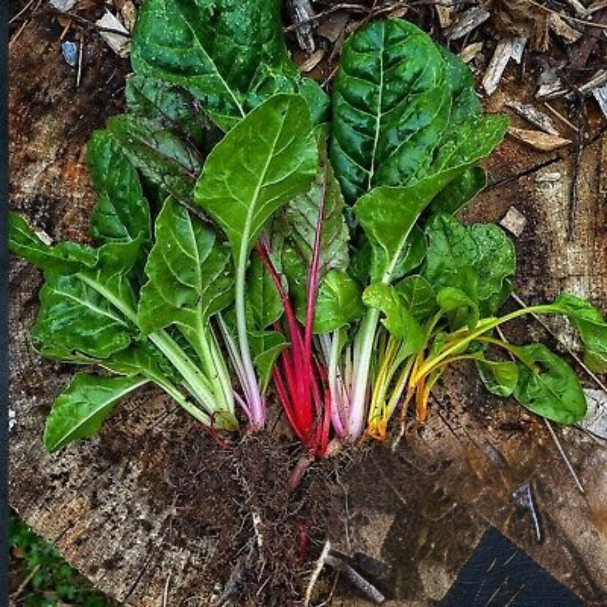 Swiss Chard Seeds - Rainbow Mixture Seeds, Cold Resistant, 25+ seeds