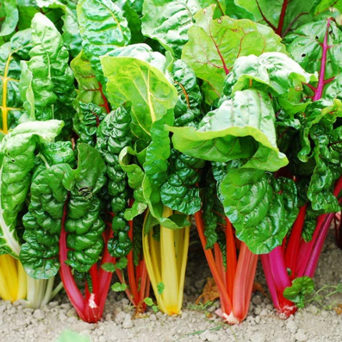 Swiss Chard Seeds - Rainbow Mixture Seeds, Cold Resistant, 25+ seeds