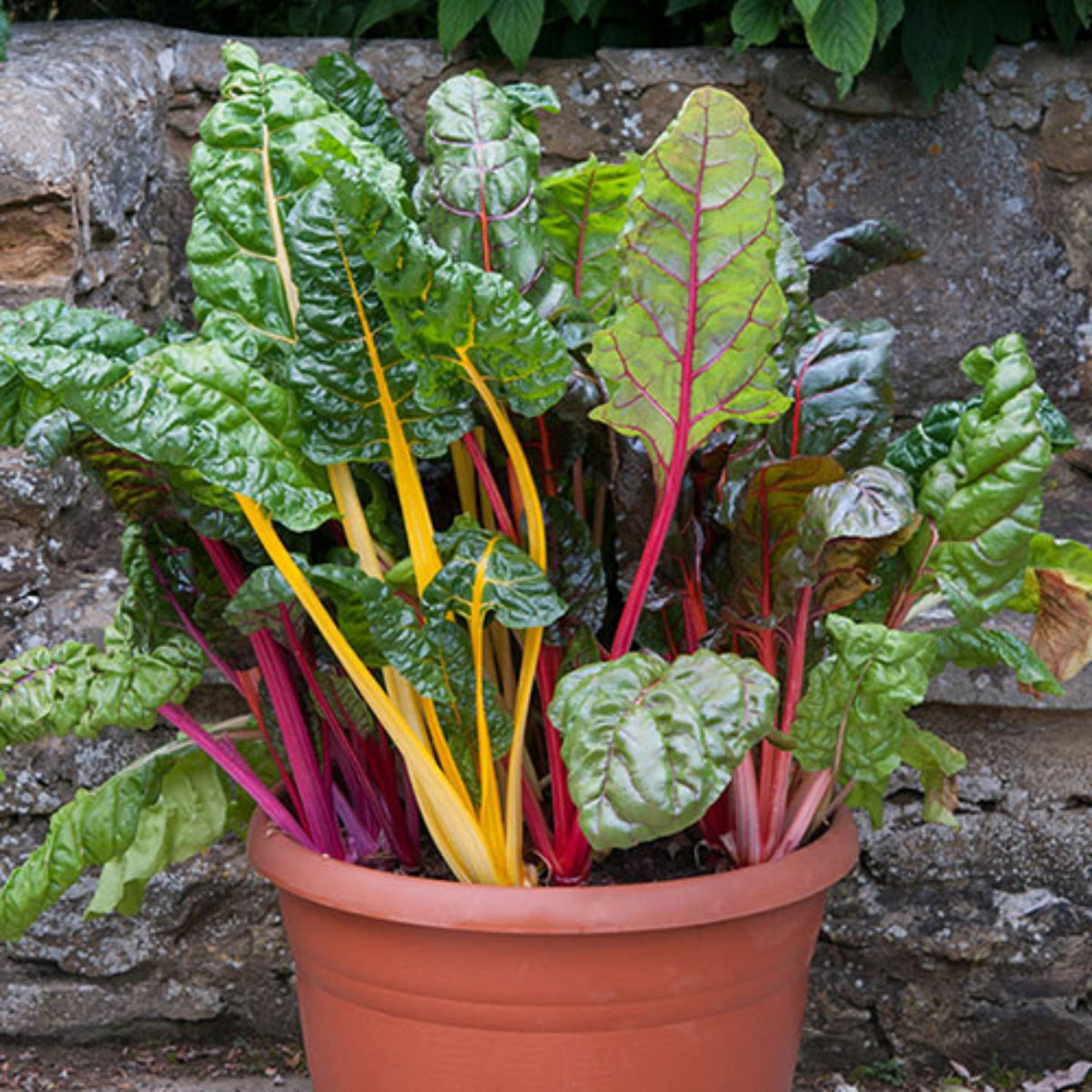 Swiss Chard Seeds - Rainbow Mixture Seeds, Cold Resistant, 25+ seeds