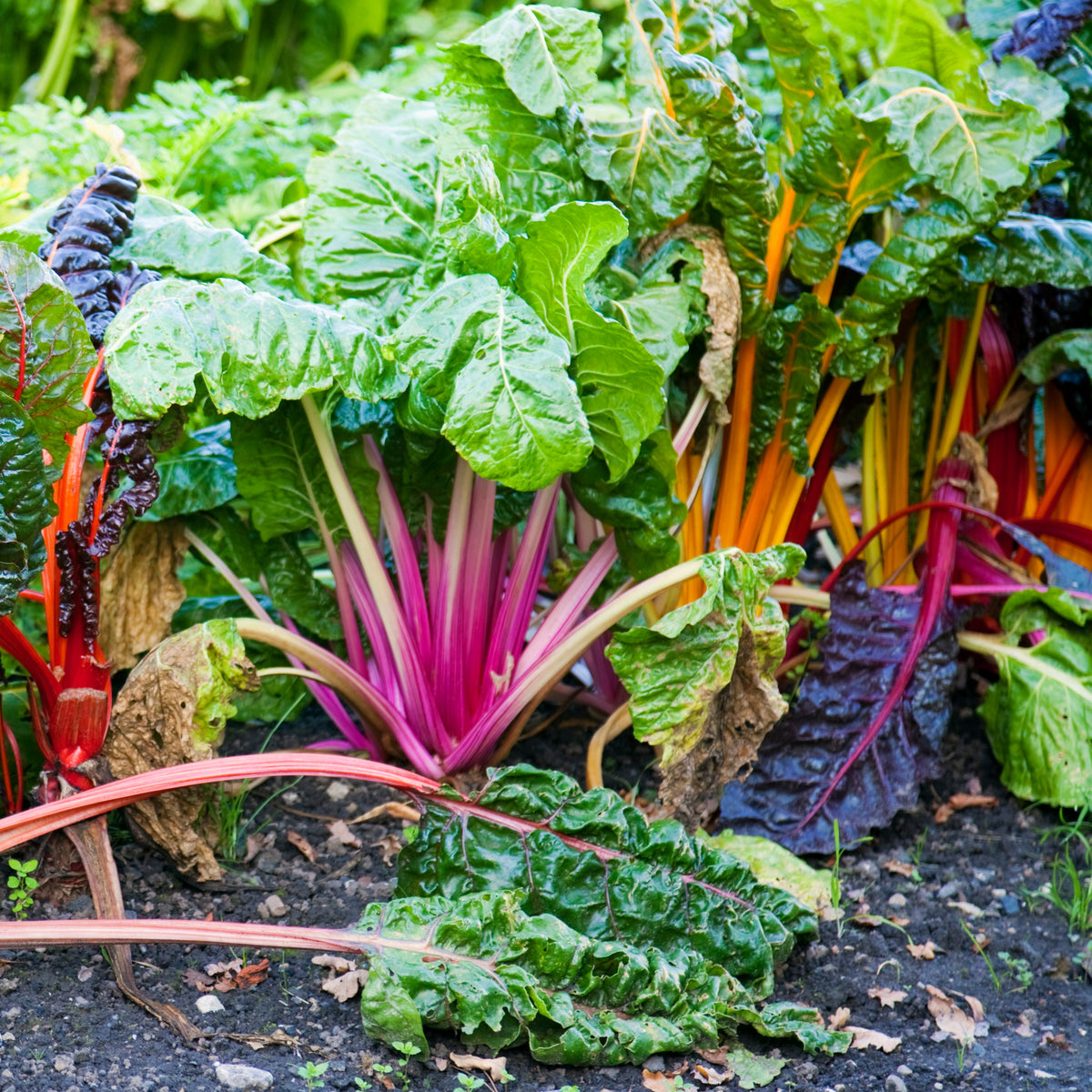 Swiss Chard Seeds - Rainbow Mixture Seeds, Cold Resistant, 25+ seeds