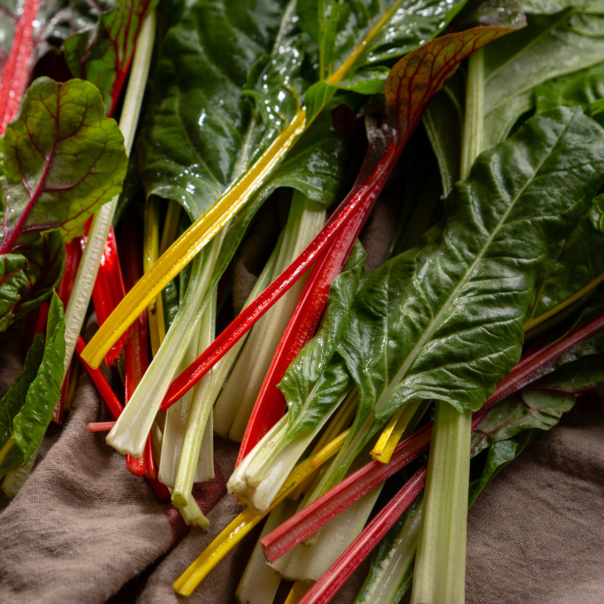 Swiss Chard Seeds - Rainbow Mixture Seeds, Cold Resistant, 25+ seeds
