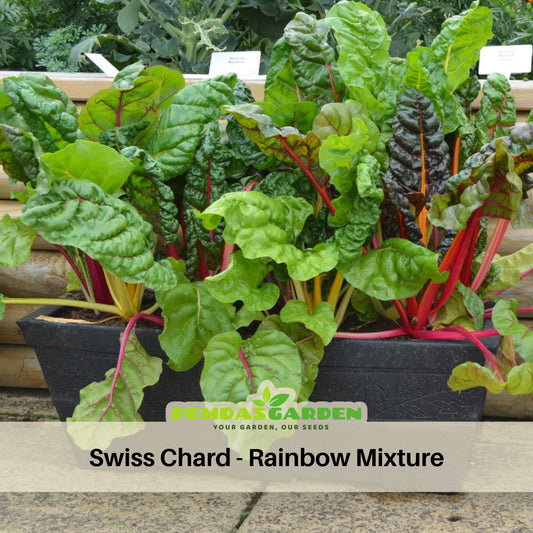 Swiss Chard Seeds - Rainbow Mixture Seeds, Cold Resistant, 25+ seeds