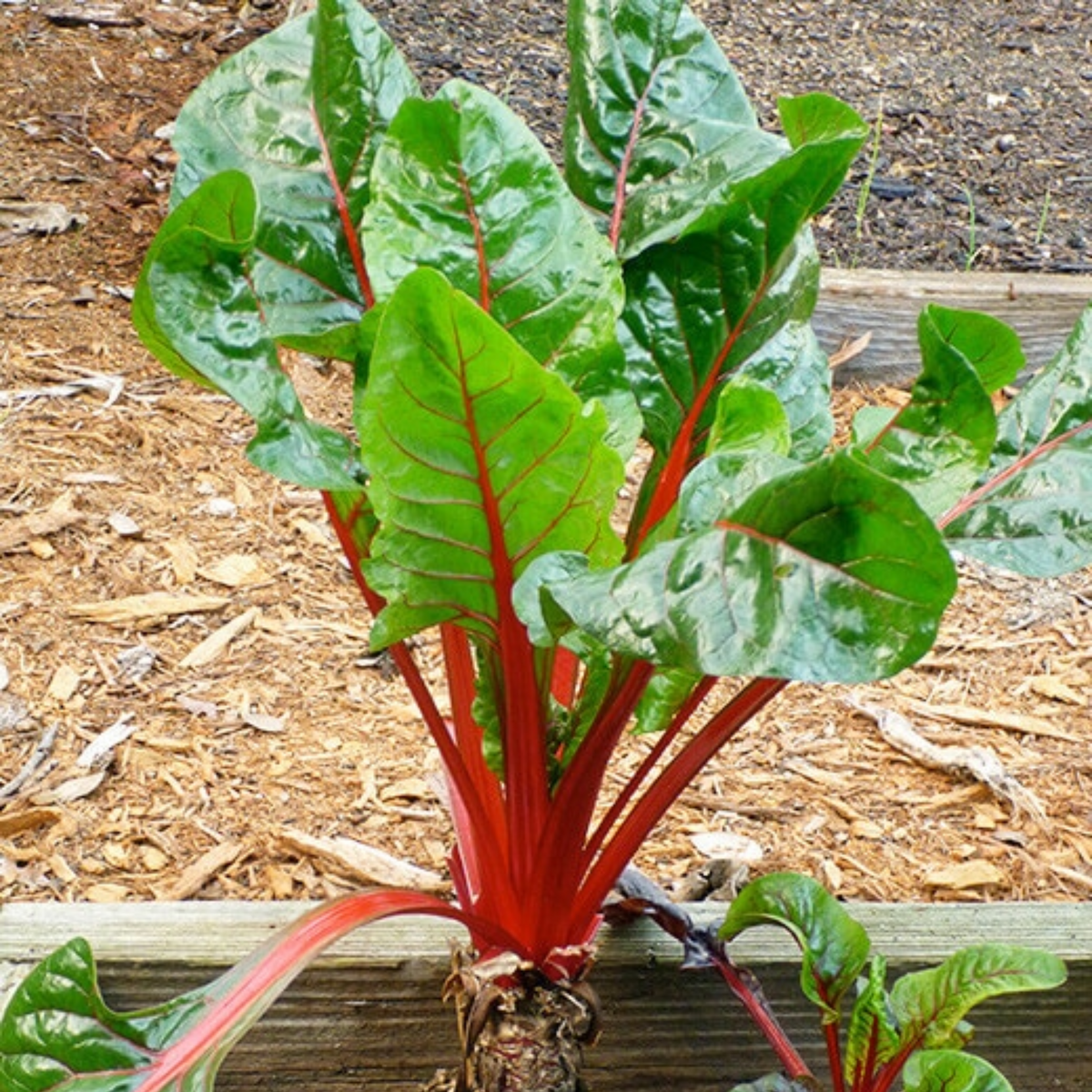 Ruby Red Chard Seeds - Biennial, Cold Resistant, 25+ seeds