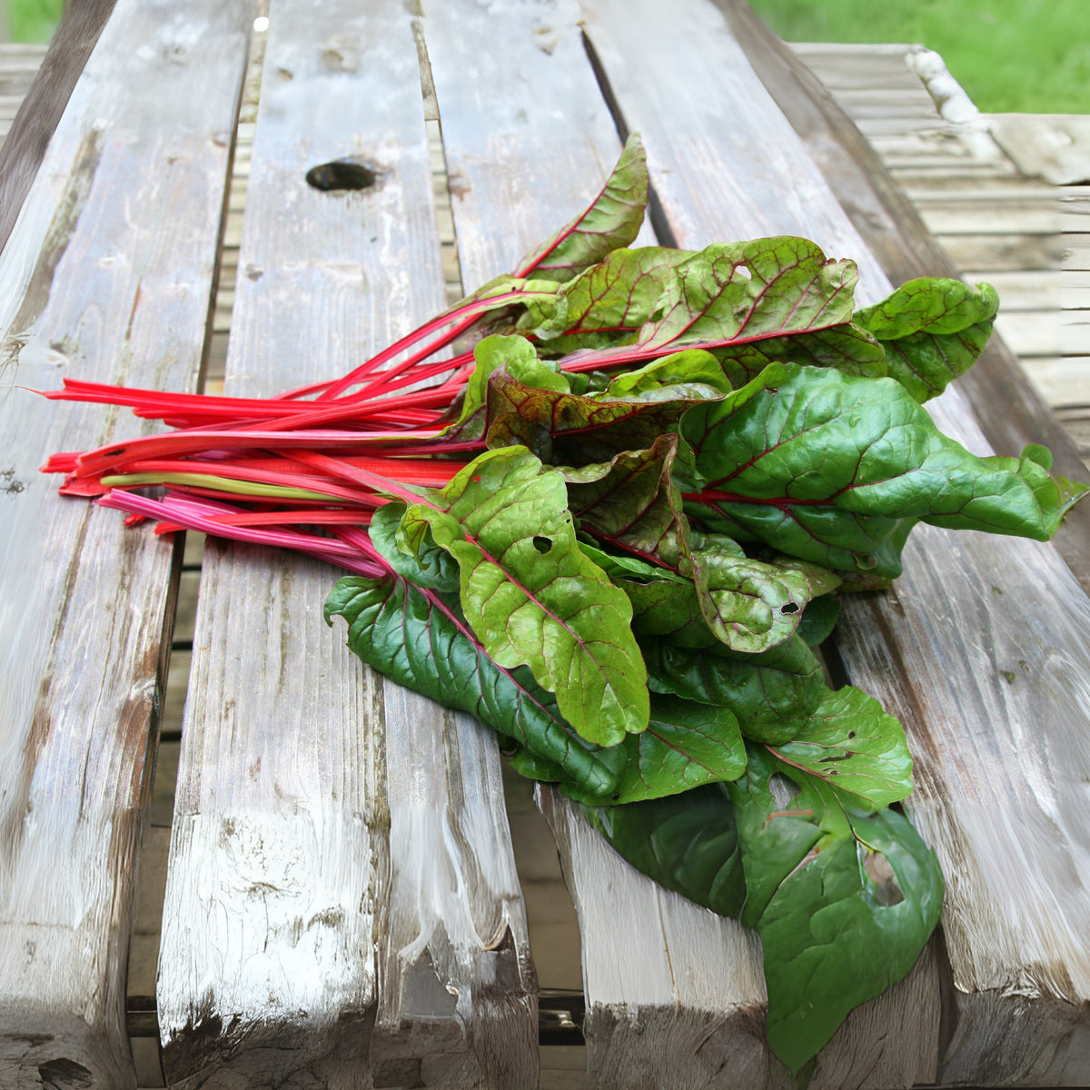 Ruby Red Chard Seeds - Biennial, Cold Resistant, 25+ seeds
