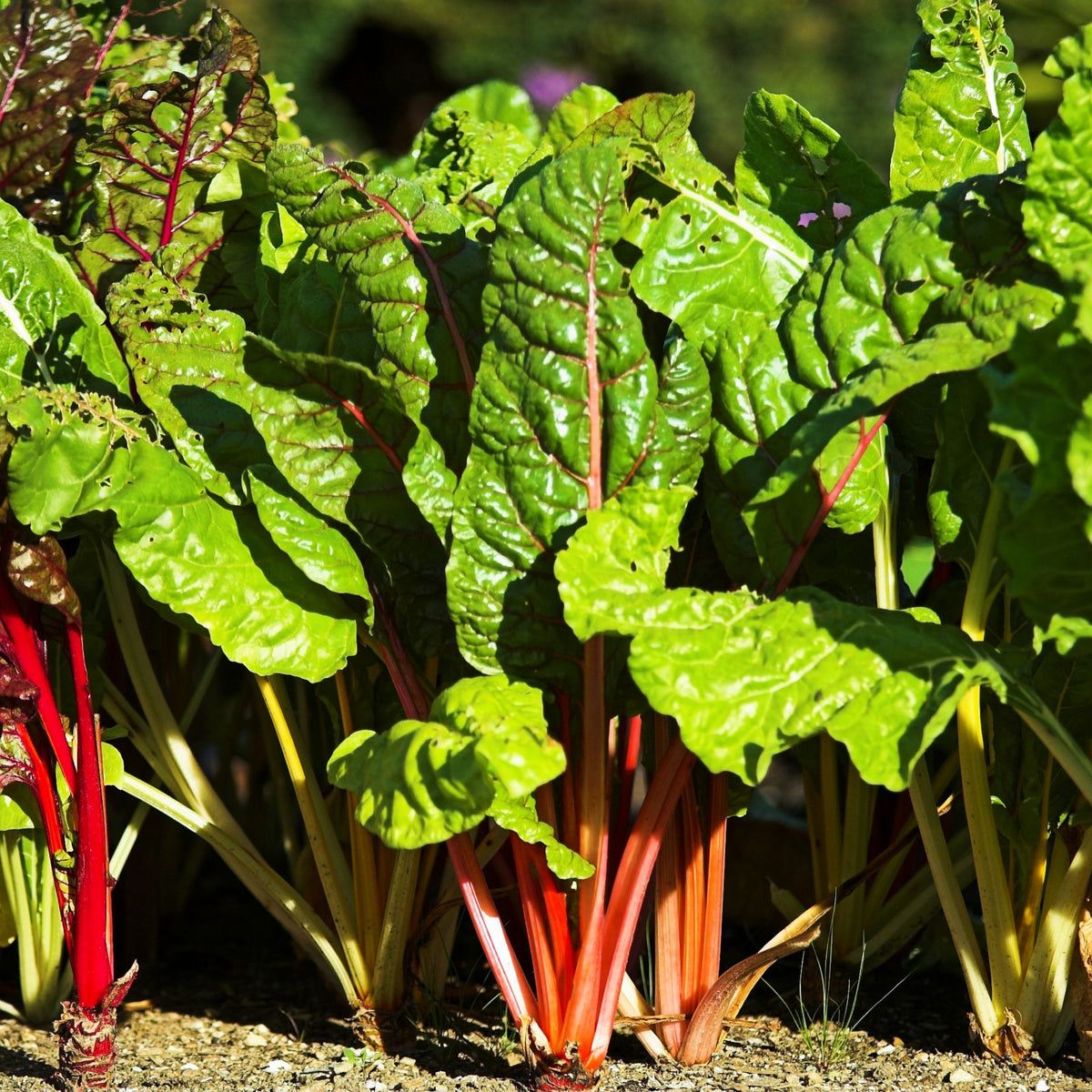 Ruby Red Chard Seeds - Biennial, Cold Resistant, 25+ seeds