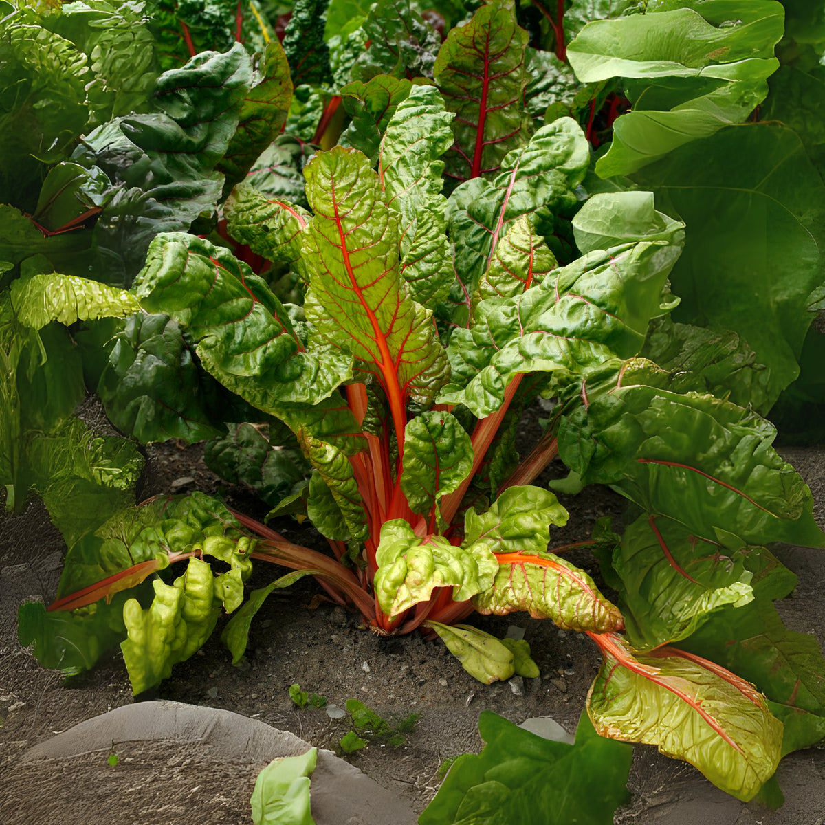 Ruby Red Chard Seeds - Biennial, Cold Resistant, 25+ seeds