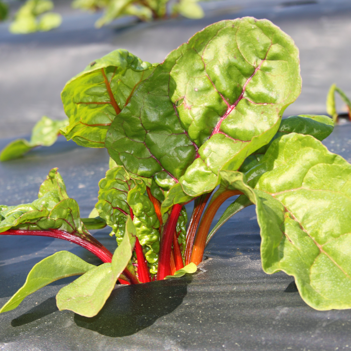 Ruby Red Chard Seeds - Biennial, Cold Resistant, 25+ seeds