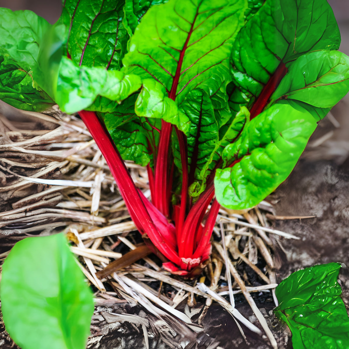 Ruby Red Chard Seeds - Biennial, Cold Resistant, 25+ seeds