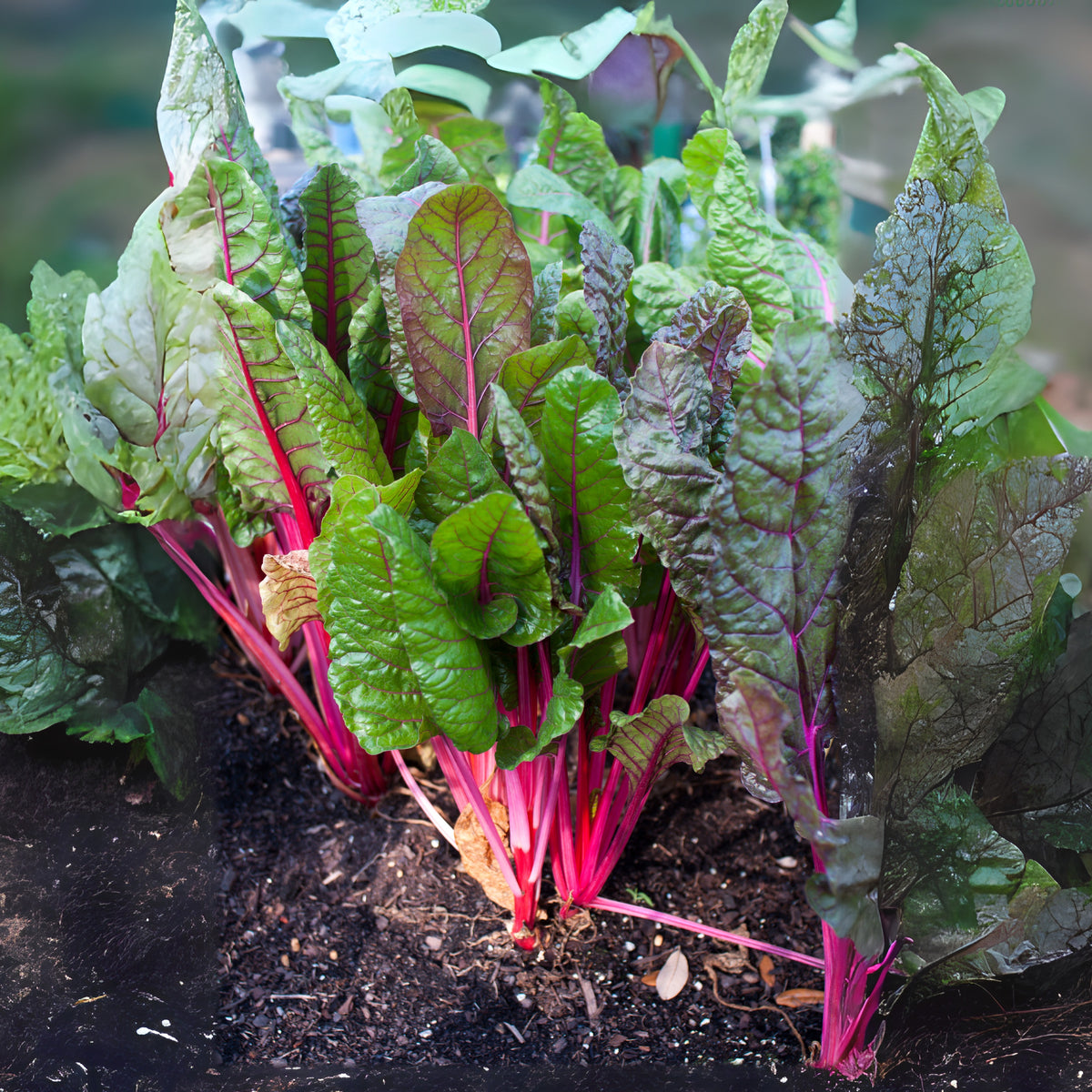 Ruby Red Chard Seeds - Biennial, Cold Resistant, 25+ seeds