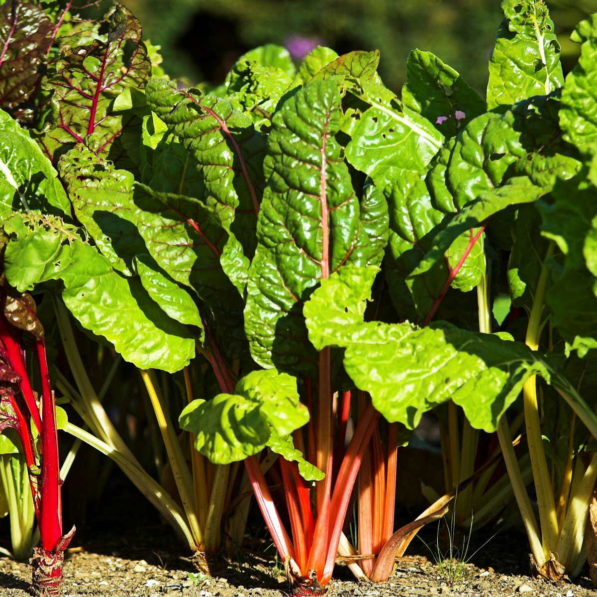Ruby Red Chard Seeds - Biennial, Cold Resistant, 25+ seeds