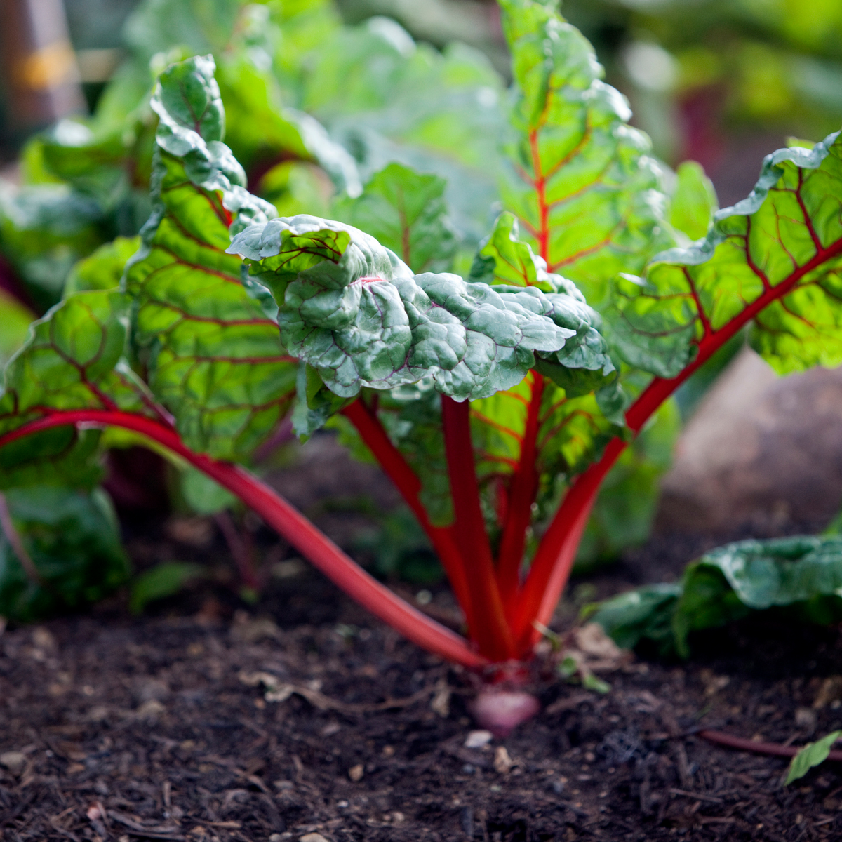 Ruby Red Chard Seeds - Biennial, Cold Resistant, 25+ seeds