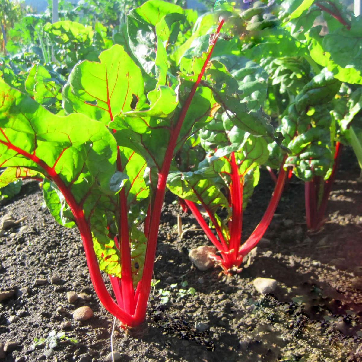 Ruby Red Chard Seeds - Biennial, Cold Resistant, 25+ seeds