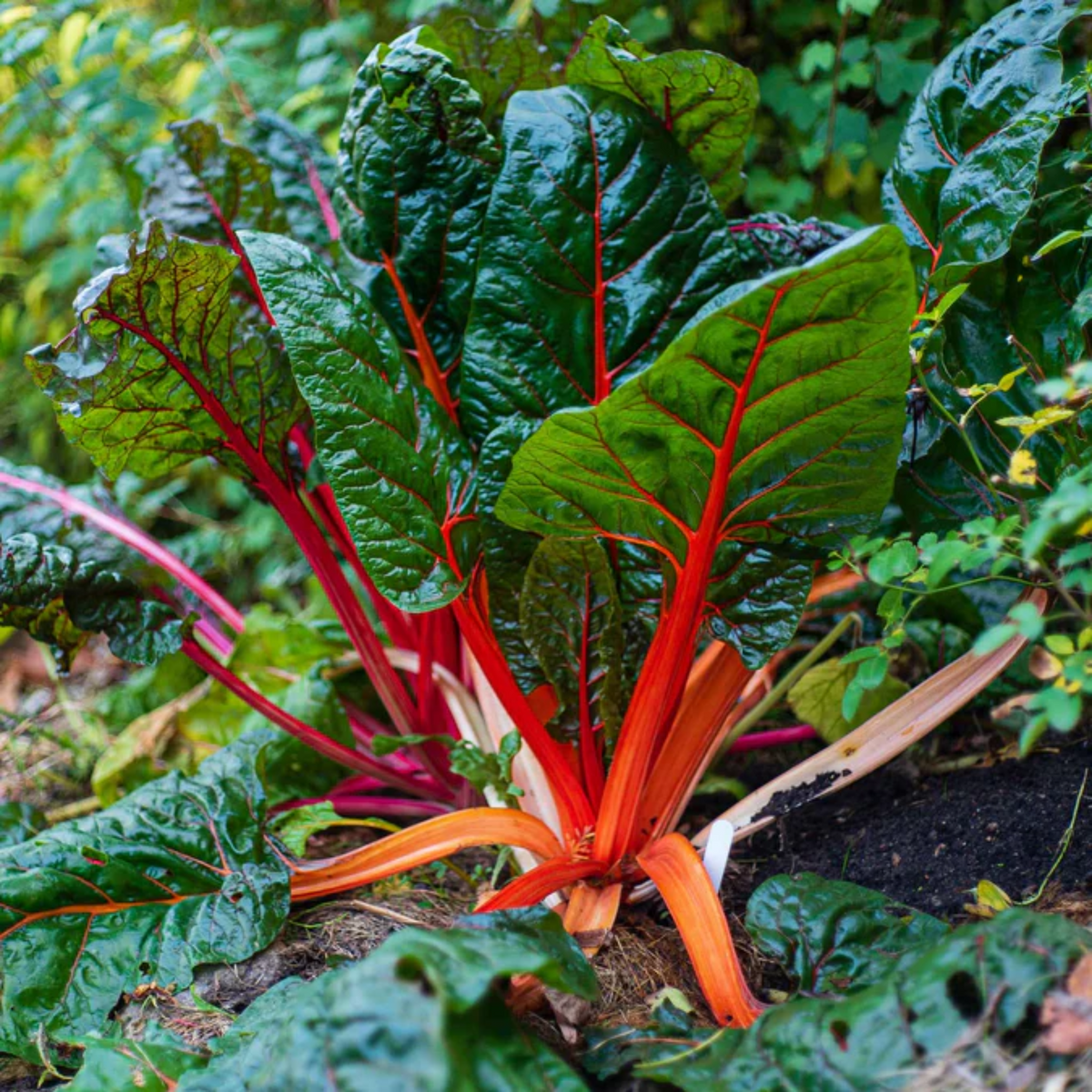 Ruby Red Chard Seeds - Biennial, Cold Resistant, 25+ seeds