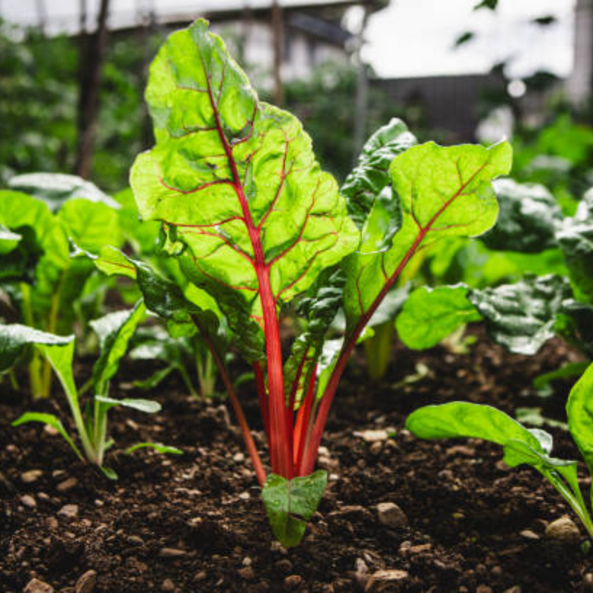 Ruby Red Chard Seeds - Biennial, Cold Resistant, 25+ seeds