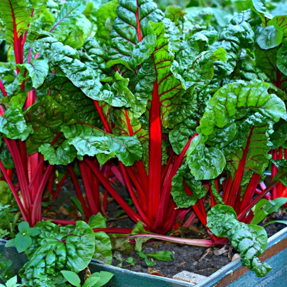 Ruby Red Chard Seeds - Biennial, Cold Resistant, 25+ seeds