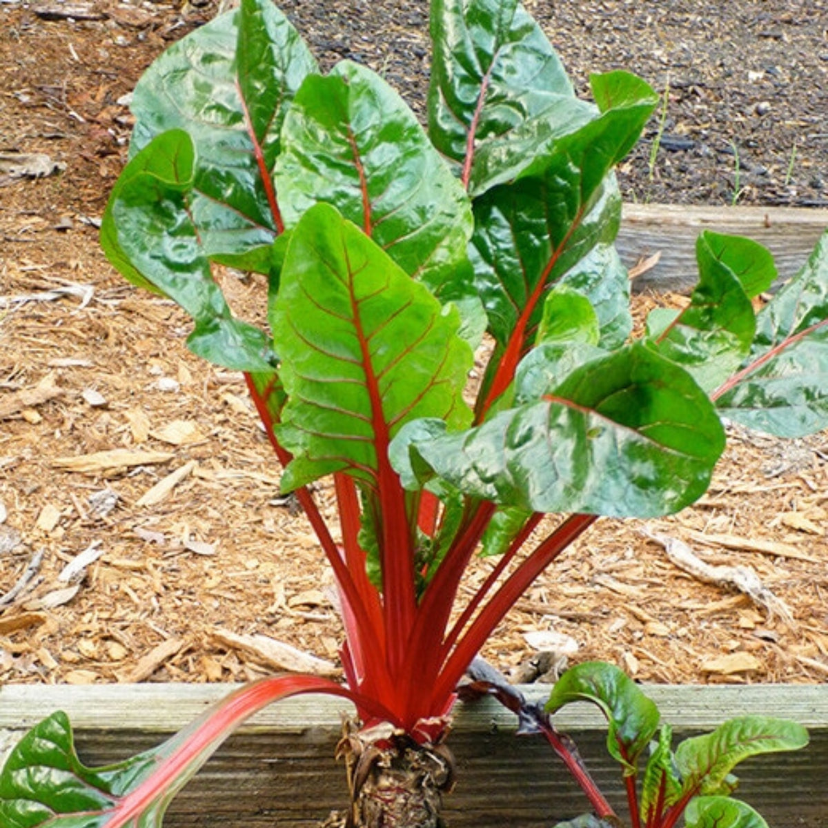 Ruby Red Chard Seeds - Biennial, Cold Resistant, 25+ seeds