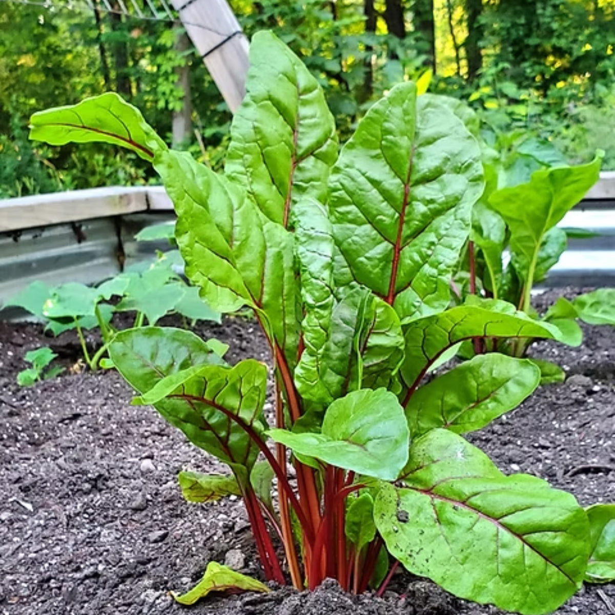 Ruby Red Chard Seeds - Biennial, Cold Resistant, 25+ seeds